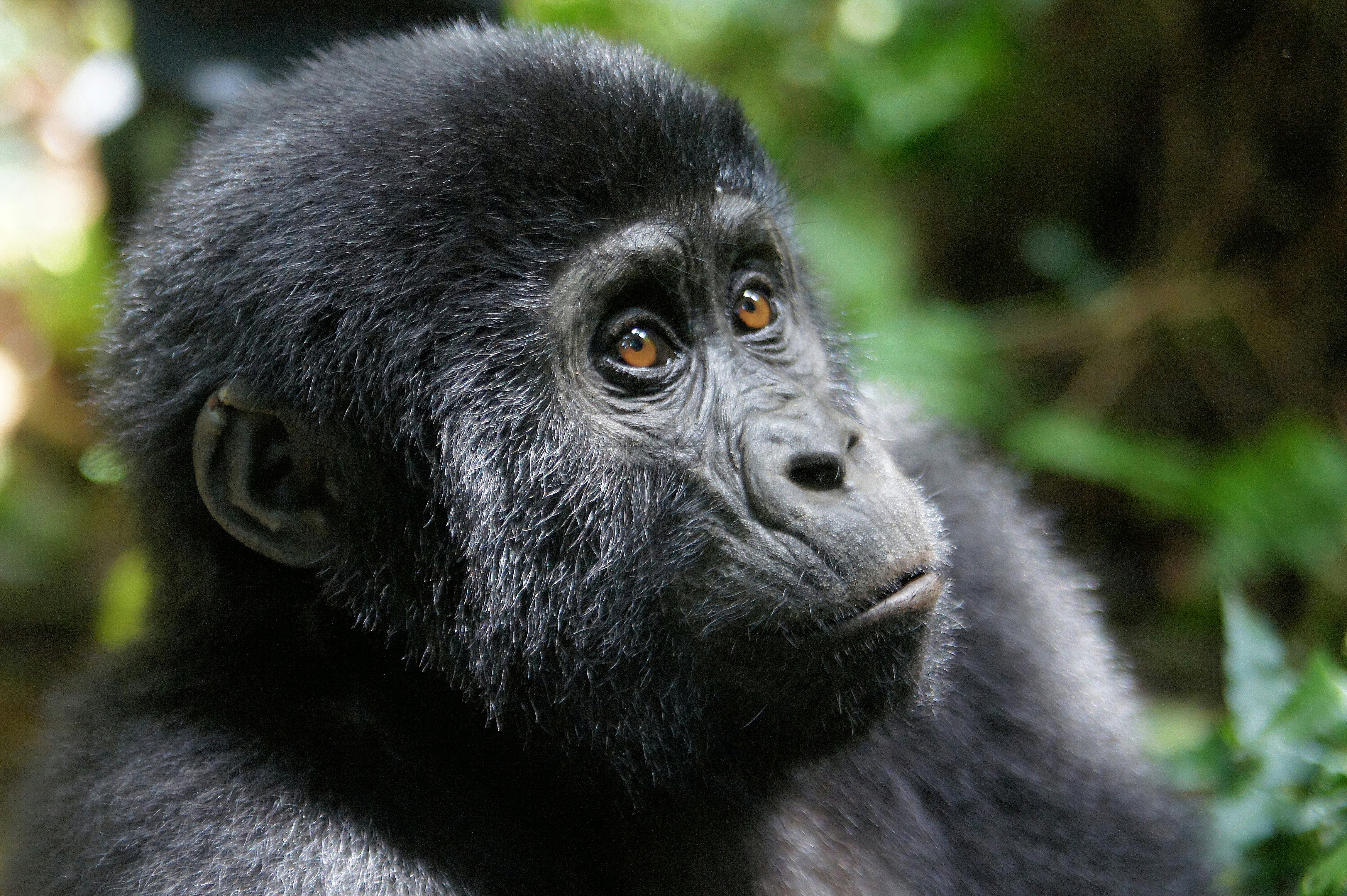 How to Book a Gorilla Permit in Uganda